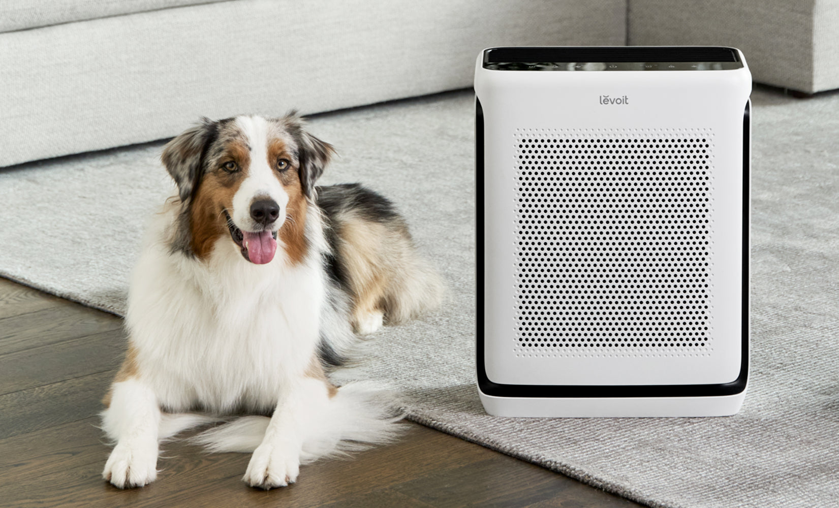 Air Purifier for Hay Fever
