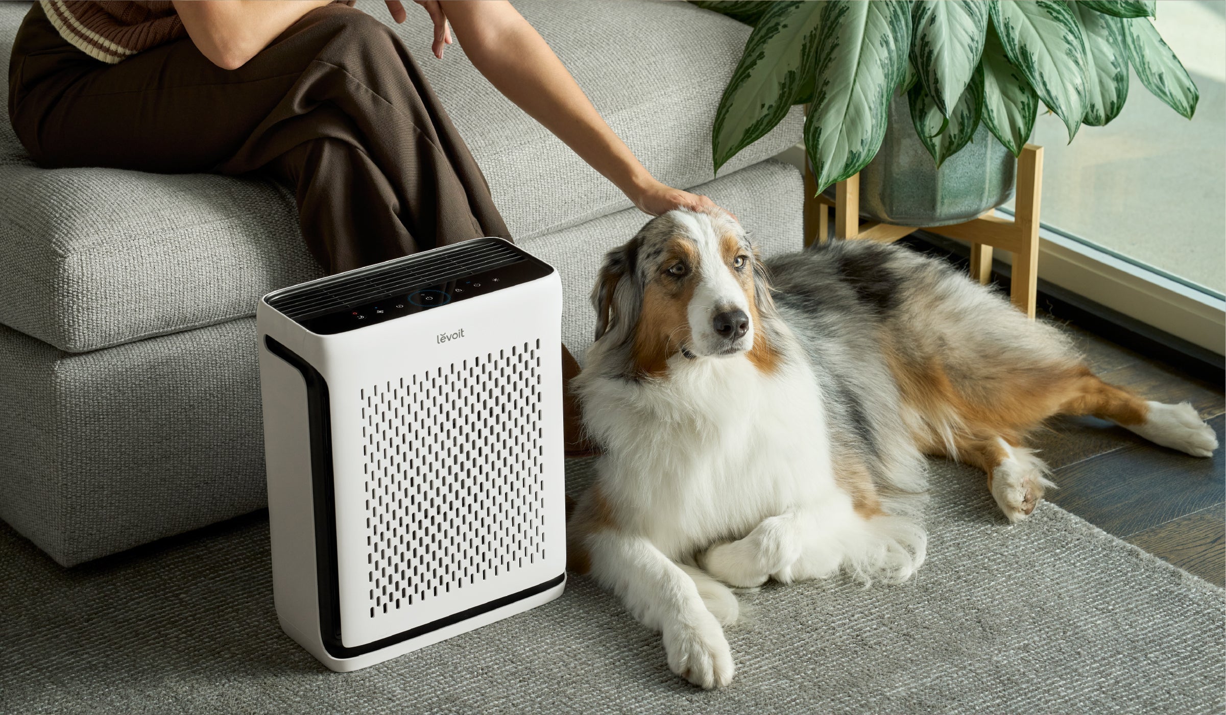 Levoit Air Purifier for pet hair and allergens