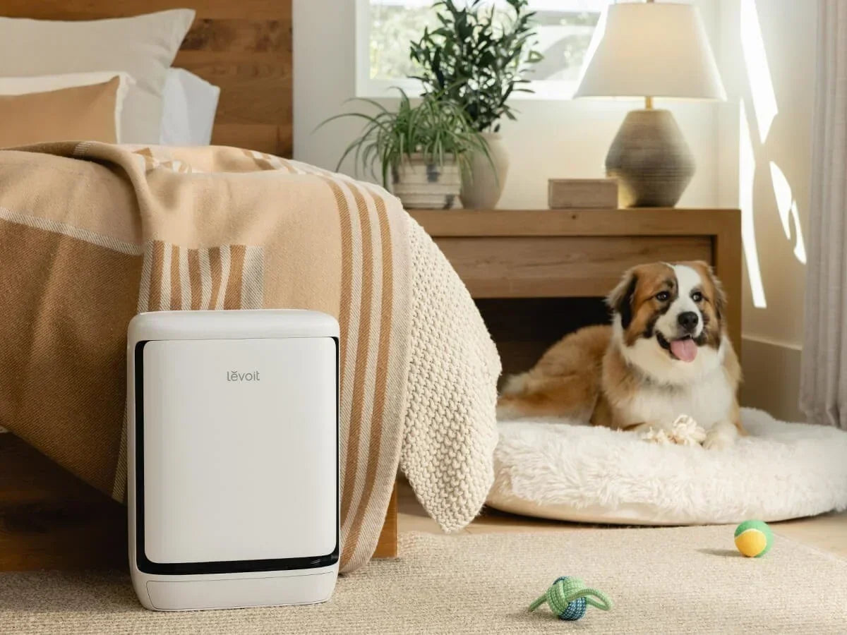 How to Remove Pet Odor from Your Home